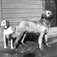 SLM M034142 - Två hundar.