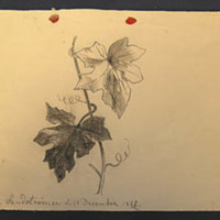 SLM 15097 36 - Blyertsteckning av Clara Sandströmer, gift Fleetwood