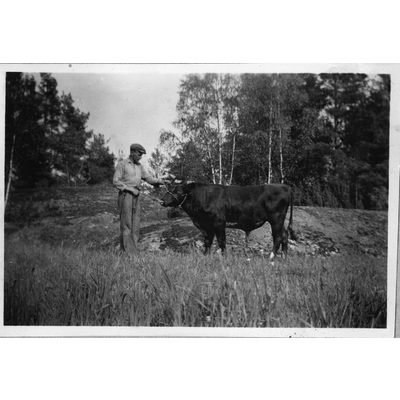 SLM P2021-0326 - Linus Lindberg med tjur på Sandhälla gård i Hölö 1939