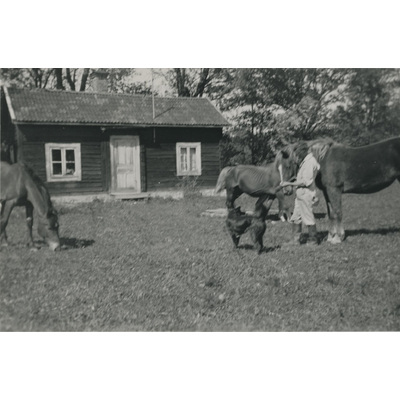 SLM P07-322 - Karin Hall med hästar och hund på gårdsplanen