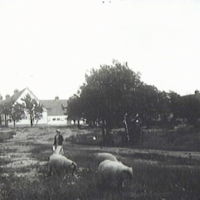 SLM X1144-80 - Herrhamra ladugård, 1921