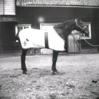 SLM Ö611 - Häst med täcke på ladugårdsbacken vid Ökna säteri i Floda socken