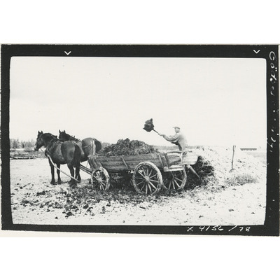 SLM X4156-78 - Man med vagn och hästar, arbete med gödselhögen, Öja socken