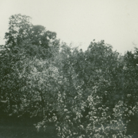 SLM P12-179 - ”Trädgården i blom”, blommande äppelträd på Åkerö omkring 1929-30