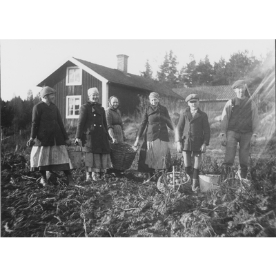 SLM SEM_Dg1136 - Potatisskörd vid Karlbyå år 1922