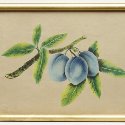 SLM 11998 9 - Akvarell, plommon, av Hilda Lundqvist (1858-1944)