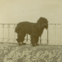 SLM P09-2025 - En av kronprinsessan Victorias hundar vid Hôtel Molaro, Anacapri år 1904