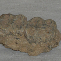 SLM 32439 - Fossil, kindtänder från flodhäst möjligen från Madagaskar