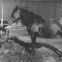 SLM AR10-492111 - Karl Larsson med en häst, Stora Ölång