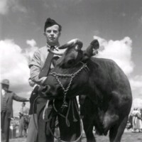 SLM M033831 - En man håller i en ko.