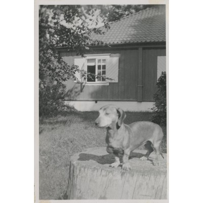 SLM P10-581 - Hunden Tossy, Måstena