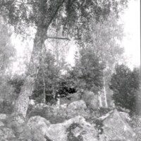 SLM Ö465 - Skogsparti med björk och stenar