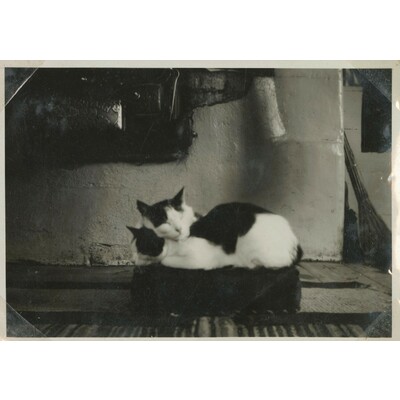 SLM P10-559 - Hilma Dickmans katter
