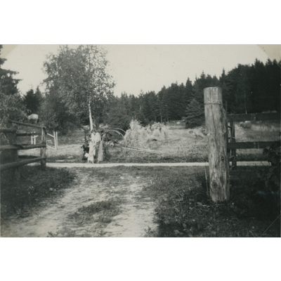 SLM P07-611 - Fröken Hall med hund vid veteåkern, 1932