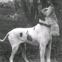 SLM M034013 - Möjligen hunden Pilot som tillhörde Ivar och Mathilda Brandberg i Nyköping, ca 1900