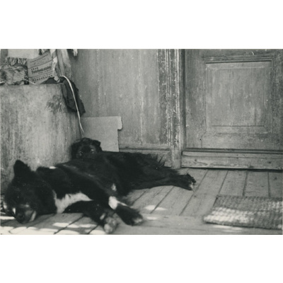 SLM P07-298 - Två hundar vilar i köket