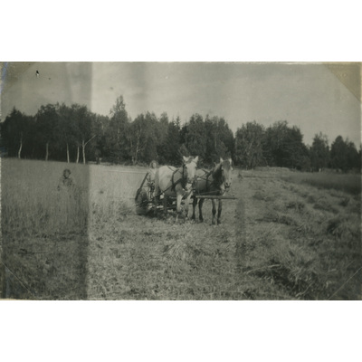 SLM P07-536 - Arbete med hästar på åkern vid Björktorp, 1929