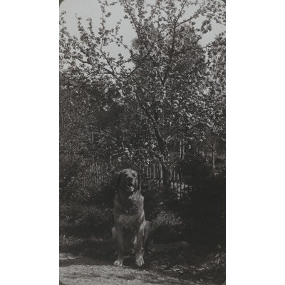 SLM P09-1545 - Fotografi av en hund under ett träd