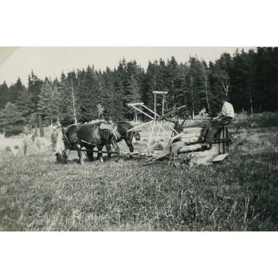 SLM P07-610 - Två hästar på åkern med självbindare, Björktorp 1932