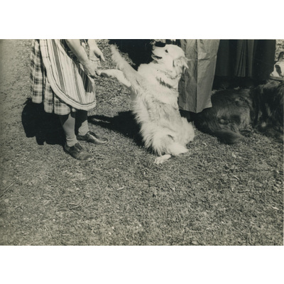 SLM P07-672 - Hunden Tappe och Lisa Hall, 1935
