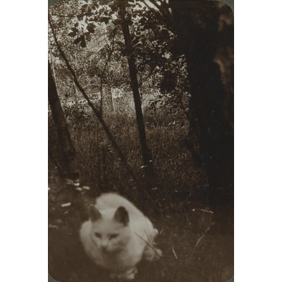 SLM P09-1537 - Vit katt utomhus