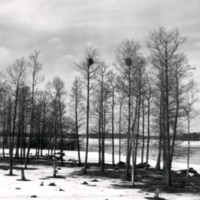 SLM M030476 - Träd vid en sjö på vintern