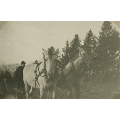 SLM P07-525 - Fritz Andersson med hästar