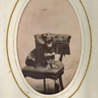 SLM P2013-179 - Hunden Beckman, 1880-tal
