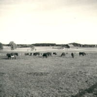 SLM A9-306 - Kor på slätten över Berga