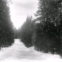 SLM Ö473 - Skogsparti med väg vintertid