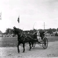 SLM M033841 - En kvinna åker häst och vagn.