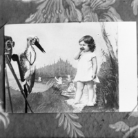 SLM X10-447 - Bildkonst Vykort på en flicka som blir fotografer av en stork med glasögon.