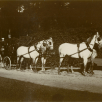 SLM P09-2032 - Kronprinsessan Victorias grå hästspann vid Tullgarn omkring 1905