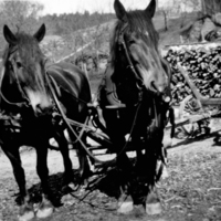 SLM P09-403 - Hästar vid Nynäs på 1940-talet