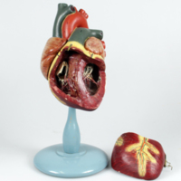 SLM 35649 - Gipsmodell, hjärtats anatomi