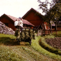 SLM P09-1422 - Höskrinda på Långmaren på 1960-talet