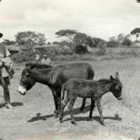 SLM FH0126 - Mula och ett föl, Etiopien 1935