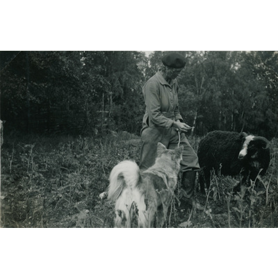 SLM P07-642 - Karin Hall med får och hund, 1934