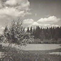 SLM A7-56 - Äppelträd i blom, Yxtaholm