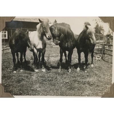 SLM P10-525 - Hästar i hage, Segersta 1930
