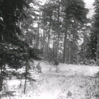 SLM Ö447 - Skogslandskap vintertid