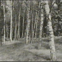 SLM A7-518 - Barr- och björkskog mellan Algö och Runsö