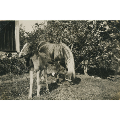 SLM P07-537 - Två hästar i trädgården vid Björktorp, 1929