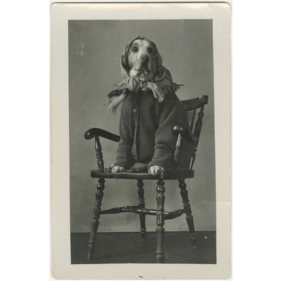 SLM P2022-0558 - Porträtt av en utklädd hund