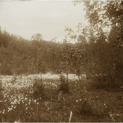 SLM DIA2022-0262 - Skogen vid Bysta i Turinge socken, Nykvarn