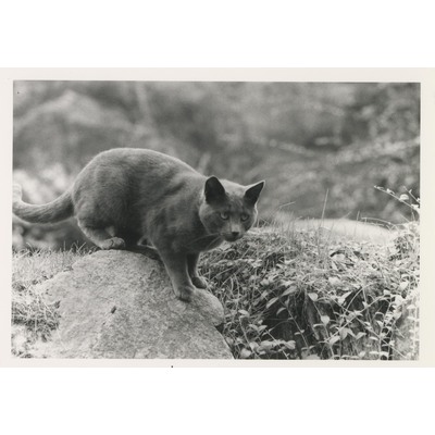 SLM P2021-0506 - Katten Fritz i trädgård