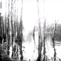 SLM Ö782 - Översvämmad skog vid strand, 1890-tal