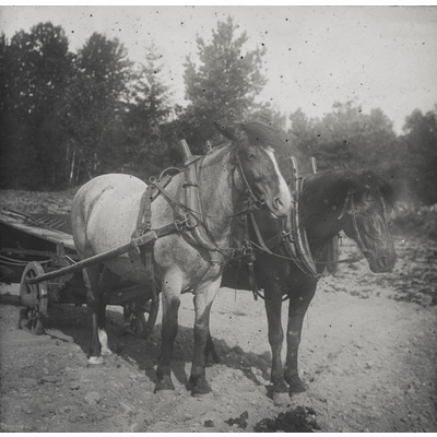 SLM DIA2022-0009 - Två hästar med vagn i Taxinge socken, 1900