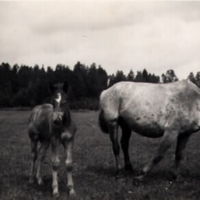 SLM M012451 - Hästar