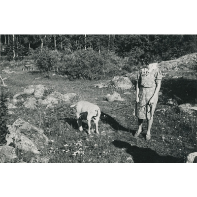 SLM P07-713 - Promenad med ett får i koppel